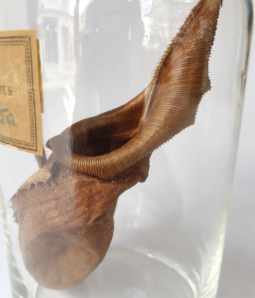 GLASS CONTAINER Botanical/No.3(H)